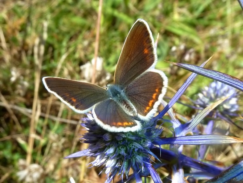 ci si sbaglia facilmente...
